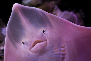 Happy face of a ray fish