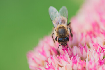 Honey bees collect pollen Spiraea flower. Macro shot.