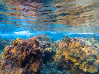 Sunny seascape with water surface and coral reef. Underwater view of vivid sea bottom. Tropical sea snorkeling