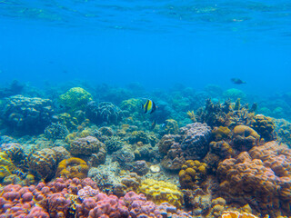 Naklejka na ściany i meble Colorful seascape with angelfish and coral reef. Underwater view of sea bottom. Tropical sea snorkeling or diving