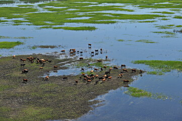 Zhambyl region, Kazakhstan - 05.17.2013 : The animals went out to pasture with different vegetation along the riverbed. View from the helicopter.