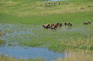 Zhambyl region, Kazakhstan - 05.17.2013 : The animals went out to pasture with different vegetation along the riverbed. View from the helicopter.