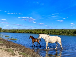 Natural background summer landscape. Horse and foal cross the river on a sunny day, bright blue sky...