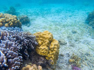 Exotic seascape with yellow coral reef. Underwater view of sand sea bottom. Tropical sea snorkeling or diving