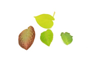 leaves and acorns