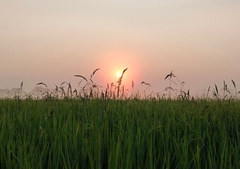 sunset in the field