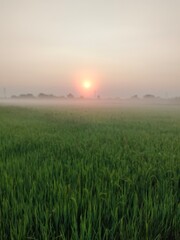sunrise over the field