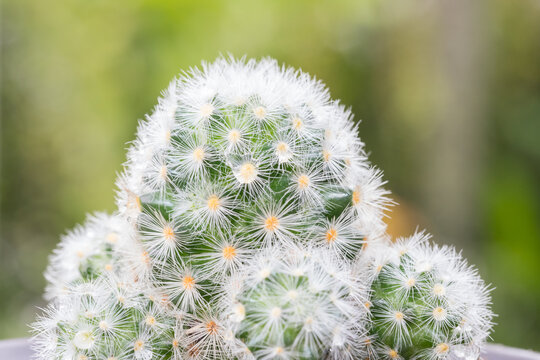 Close up of potted Mammillaria cactus