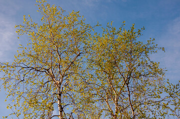 Branch of birch with light green leaves on the background with tender blue sky. Bottom view. Season early spring