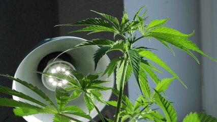 maturation of a marijuana plant under an LED lamp in indoor conditions, middle stage of cannabis...