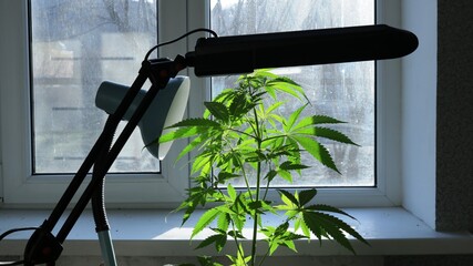conoli bush standing by the window under additional lighting of the lamp, home growing of marijuana, improvised tools for domestic cannabis cultivation