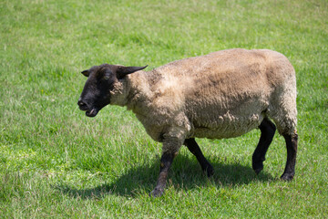 Fototapeta premium 黒羊
