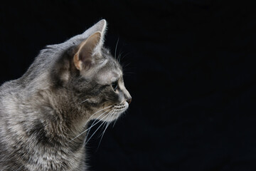 On a black background, the cat's head is in profile. Concept - pets. Copy space