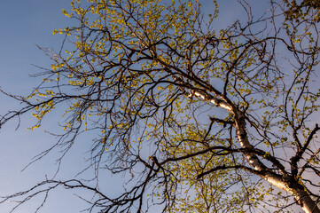 Branch of birch with light green leaves on the background with tender blue sky. Bottom view. Season early spring