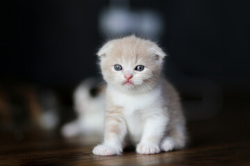 Obraz premium scottish fold kittens sitting on wooden floor in house.