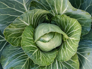 a beautiful green cabbage with green leaves in garden