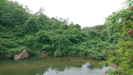 river in the forest