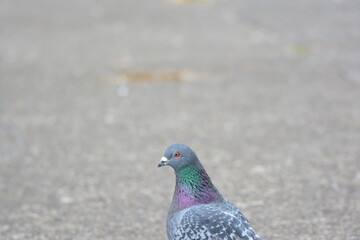 アスファルトの上にいるハト