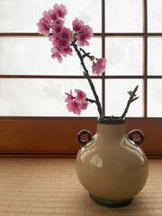 沖縄の寒緋桜(カンヒザクラ)国内でどこよりも早く咲く桜
