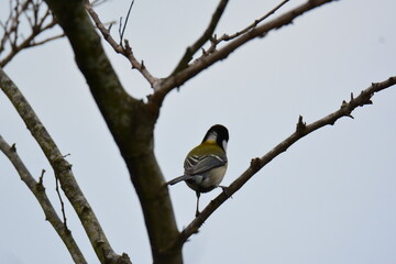 木にとまるシジュウカラ
