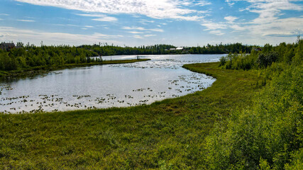 Alaska Lake Swamp pond summer