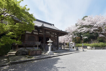 春の三井寺　微妙寺　滋賀県大津市