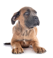 Obraz premium puppy cane corso