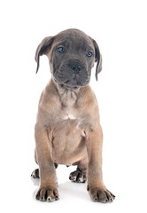 puppy cane corso