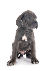 puppy cane corso