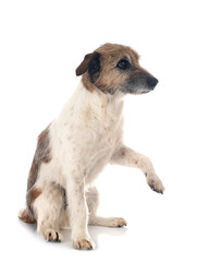 jack russel terrier