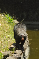 a view from the back of a walking chimpanzee