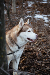 Pet animal friend sled dog husky breed redhead walks outdoors in the forest in autumn