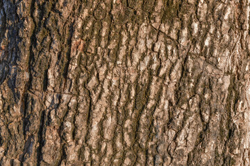 old bark texture pattern in the forest Vintage background