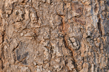 Bark texture Environment background Natural wood texture
