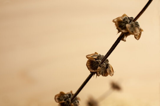 The Dry Brown Flower Of A Wilted Basil