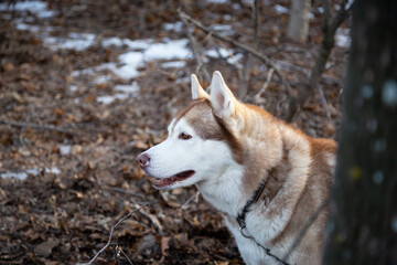 Pet animal friend sled dog husky breed redhead walks outdoors in the forest in autumn