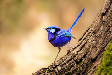 Splendid Fairy Wren