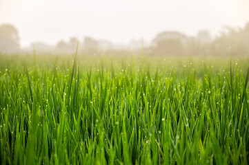Fototapeta na wymiar Fresh green grass with water dew drops in the early morning. Beauty backgrounds with foliage.
