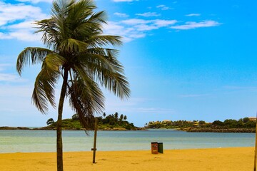 Fototapeta na wymiar coconut tree on Vitória beach, in Espírito Santo, Brazil