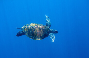Green sea turtle in blue water photo. Wild sea turtle underwater. Oceanic animal in wild nature. Summer vacation trip