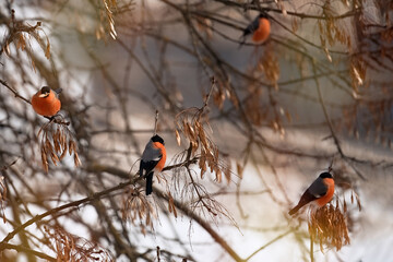 Eurasian bullfinches sit on a branch and eat seeds    