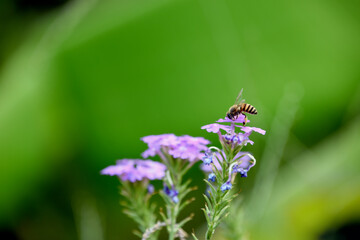 honey bee sucking nectar