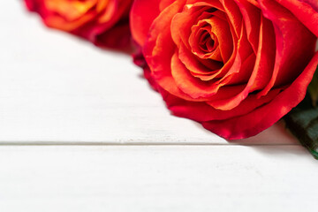 bright red roses close up on white wooden background, selective focus, copy space