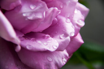 Rose blossom with raindrops