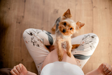 Fototapeta Dog touching pregnant female's belly. Pregnant woman with her dog at home. Top horizontal view copyspace obraz