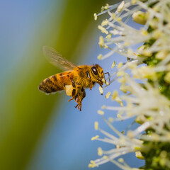 Bee © Louise