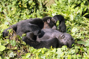 Two young mountain gorillas (Gorilla beringei beringei)  blissfully are resting in the green forest.