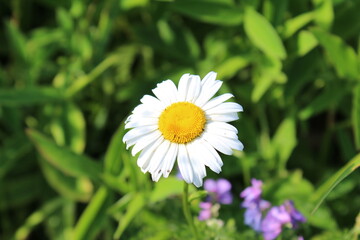 Obraz premium daisy in the grass