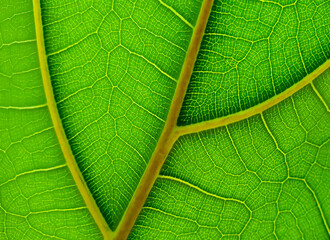 the veins of a green leaf