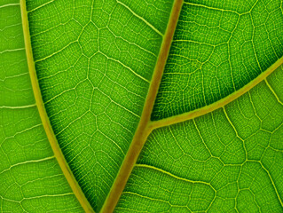 green leaf texture
